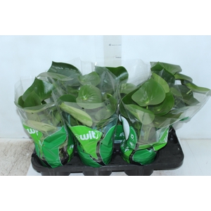PEPEROMIA POLYBOTRYA RAINDROP P14