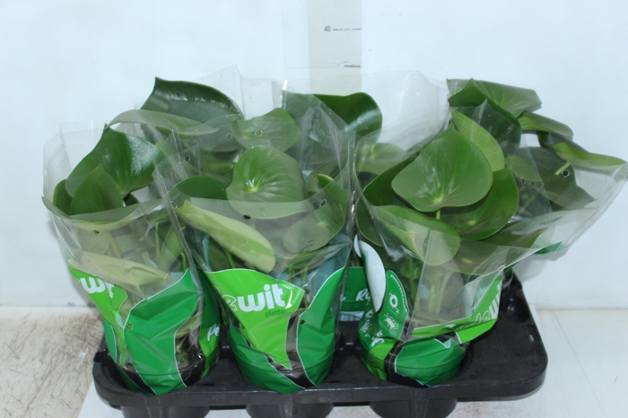 <h4>PEPEROMIA POLYBOTRYA RAINDROP P14</h4>