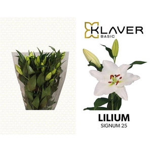 Li Or Signum   1kop
