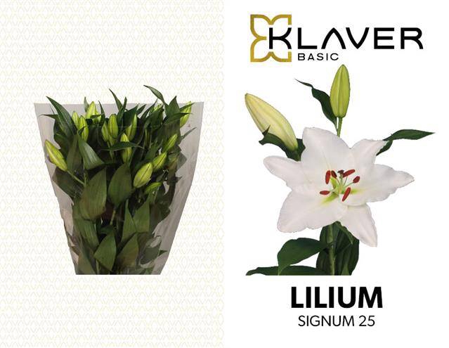 <h4>Li Or Signum   1kop</h4>