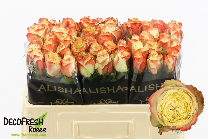 <h4>Rs gr Adventure</h4>