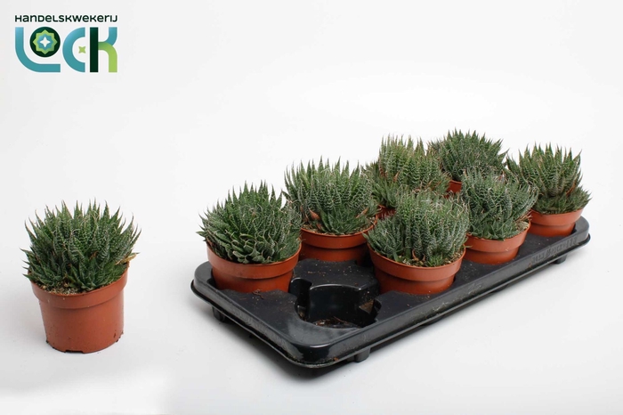 <h4>ALOE ARISTATA</h4>