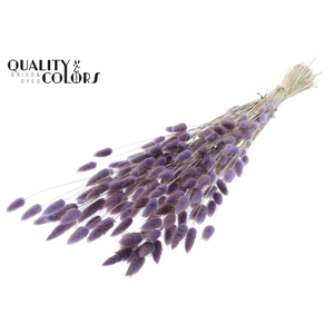 Lagurus Premium per bunch Milka