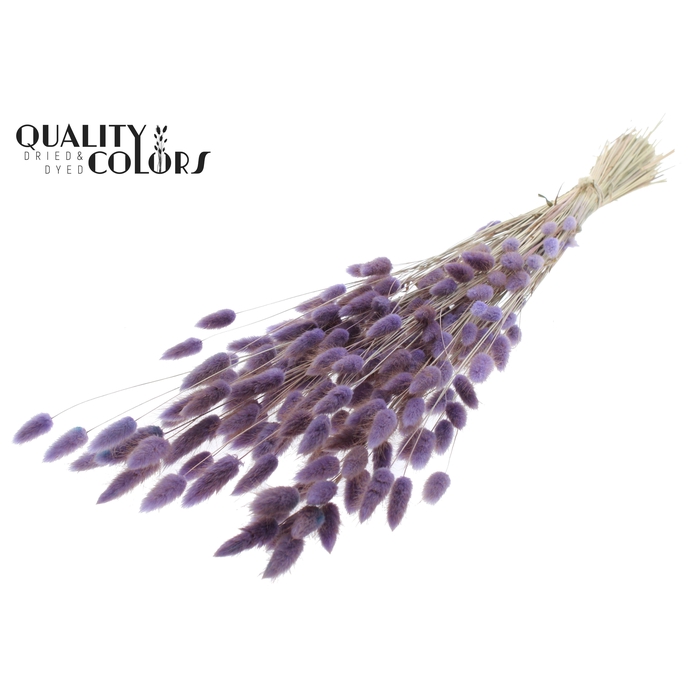 <h4>Lagurus Premium per bunch Milka</h4>
