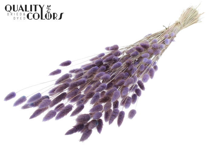 Lagurus Premium per bunch Milka