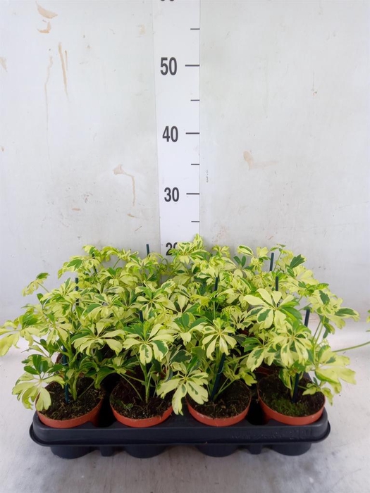 <h4>Schefflera arbor. 'Janine'</h4>