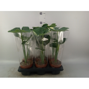 Alocasia   ...