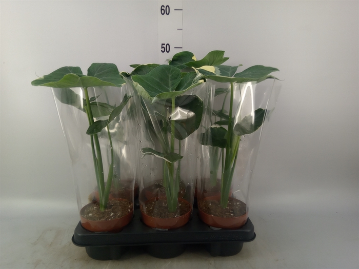 <h4>Alocasia   ...</h4>