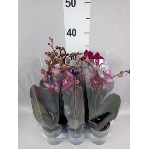 Phalaenopsis multi. 'Ant Cartagena'
