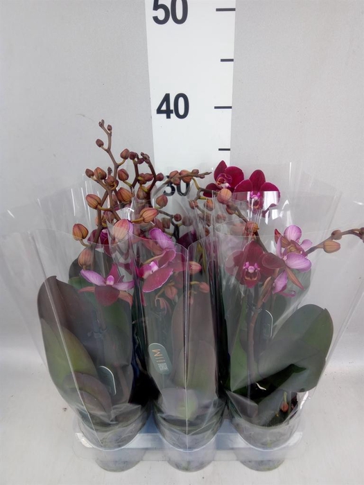 <h4>Phalaenopsis multi. 'Ant Cartagena'</h4>