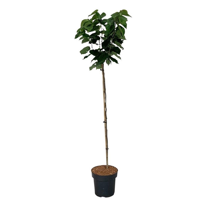 <h4>Cercis chinensis 'Avondale'</h4>