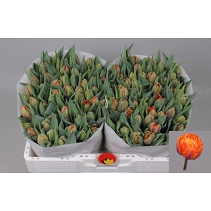 TU DU ORANGE PRINCES