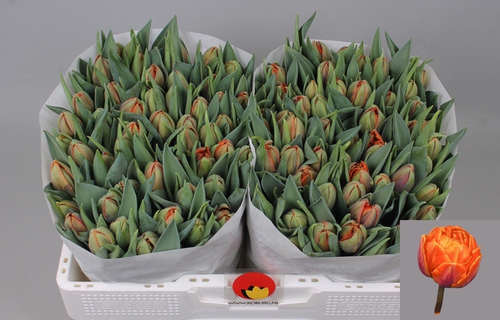 <h4>TU DU ORANGE PRINCES</h4>