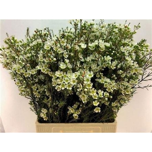 Chamelaucium Sirius White