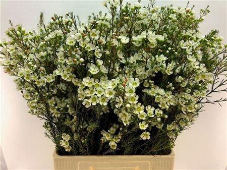 <h4>Chamelaucium Sirius White</h4>