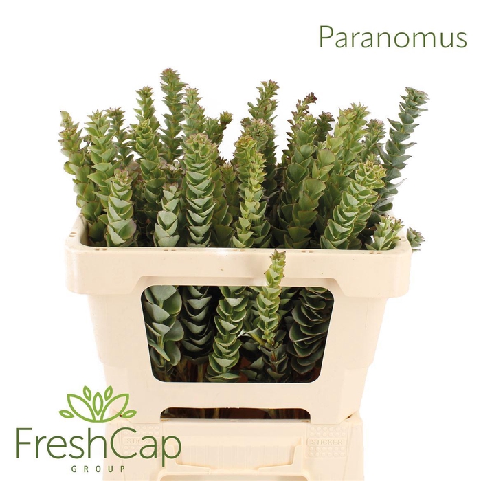 <h4>Paranomus Fluf</h4>