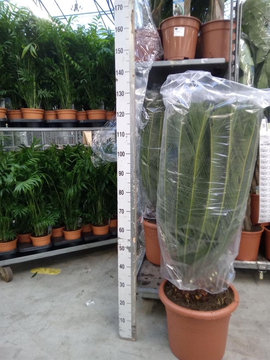 <h4>Cycas revoluta</h4>