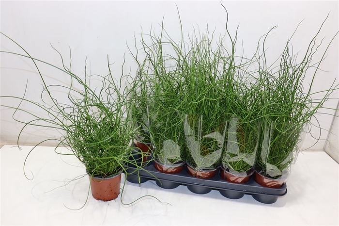 <h4>Juncus Ef Spiralis</h4>