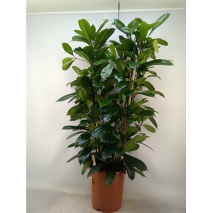 Ficus cyathistipula