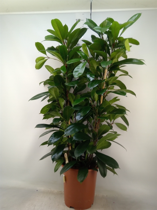 <h4>Ficus cyathistipula</h4>
