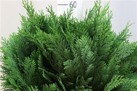 <h4>DEC Conifeer Blauw</h4>