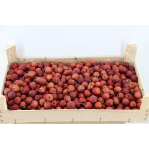Sier Malusappel Dark Red P Box