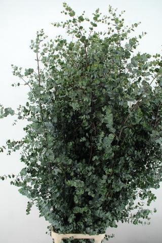 <h4>EUC GU AZURA 200CM</h4>