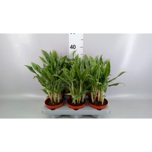 Aglaonema  'Greyhound'
