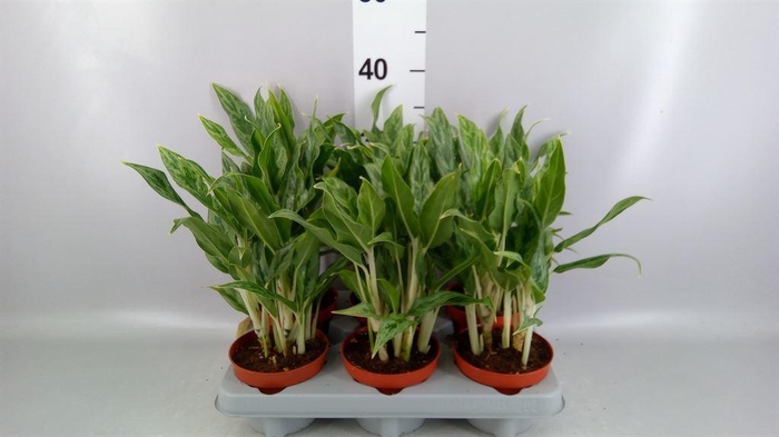 <h4>Aglaonema  'Greyhound'</h4>