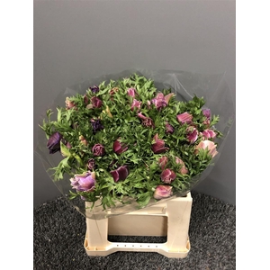 Anem Mistral Rarity Ex