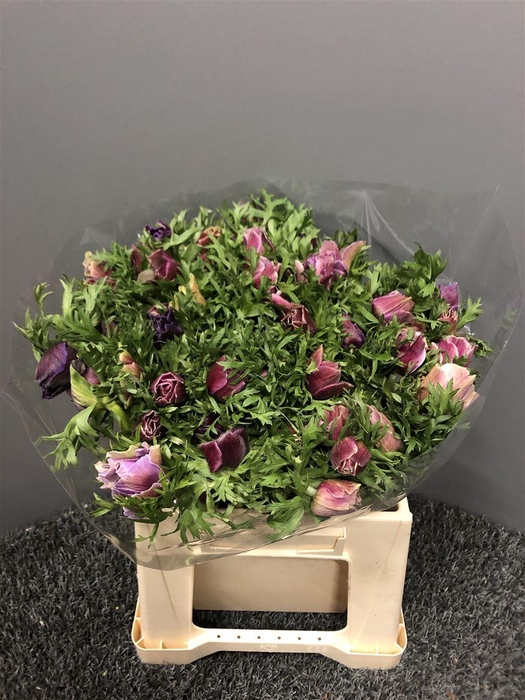 <h4>Anem Mistral Rarity Ex</h4>