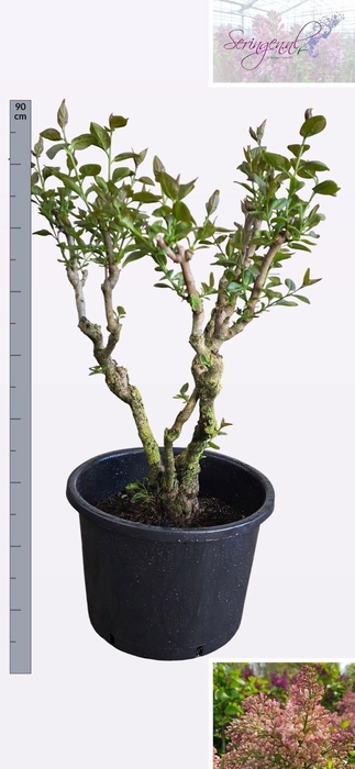 <h4>SYRI V LUCIE BALTET</h4>