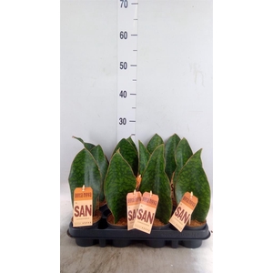 Sansevieria   ...