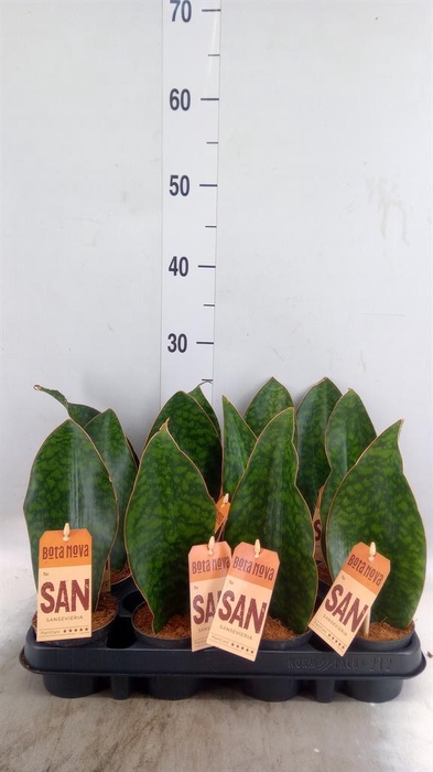 <h4>Sansevieria   ...</h4>