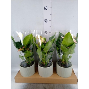 Anthurium andr. 'Lipa Pink'
