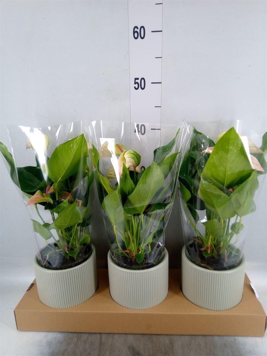 <h4>Anthurium andr. 'Lipa Pink'</h4>
