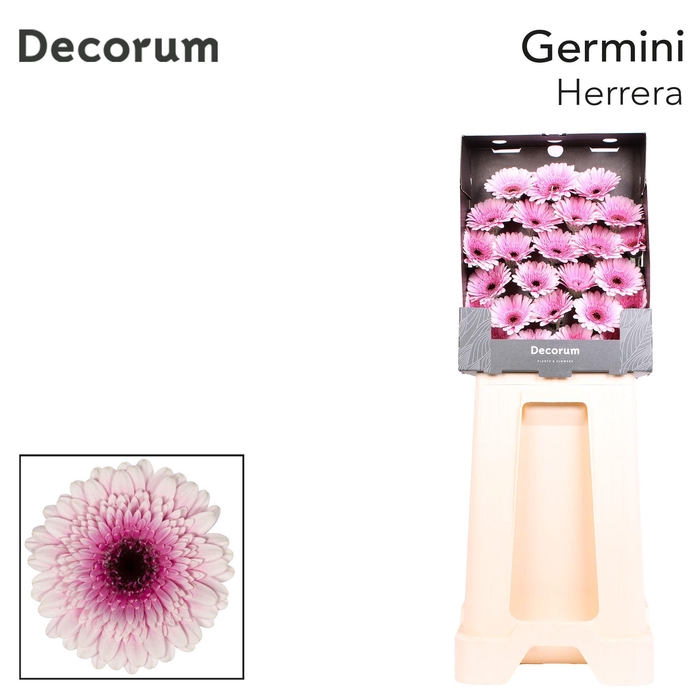 <h4>Germini Herrera Diamond</h4>