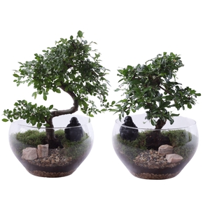 Bonsai Indoor Mix Ø20cm S-Shape in Glass Bowl Rounded Ø25cm