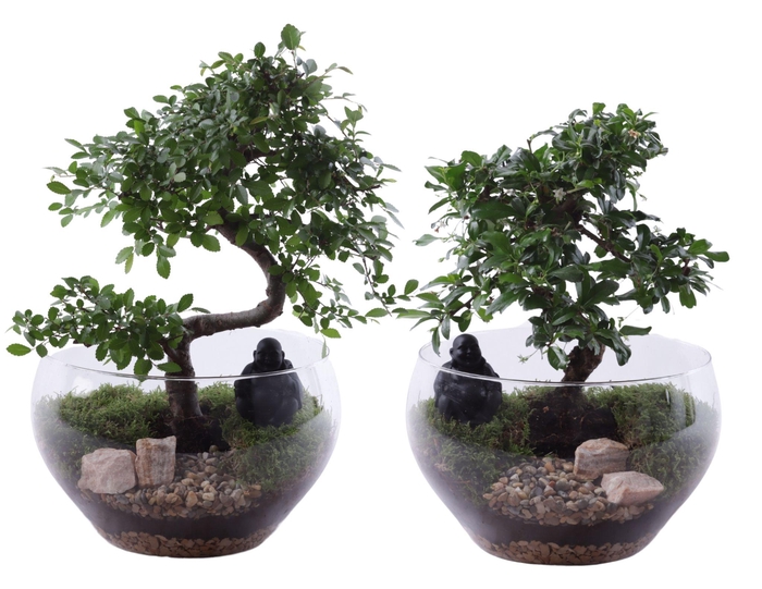 <h4>Bonsai Indoor Mix Ø20cm S-Shape in Glass Bowl Rounded Ø25cm</h4>