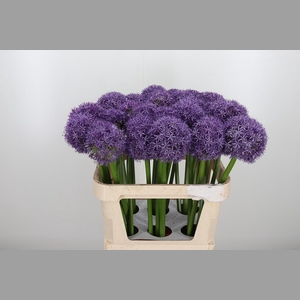 Allium Globemaster
