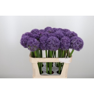 Allium Globemaster