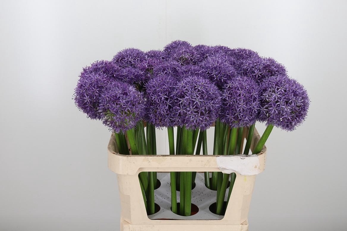 <h4>Allium Globemaster</h4>