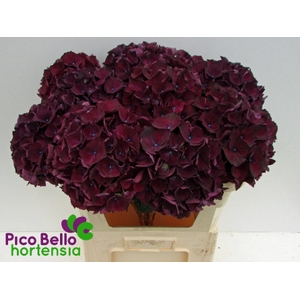 Hydrangea mag ruby red purple