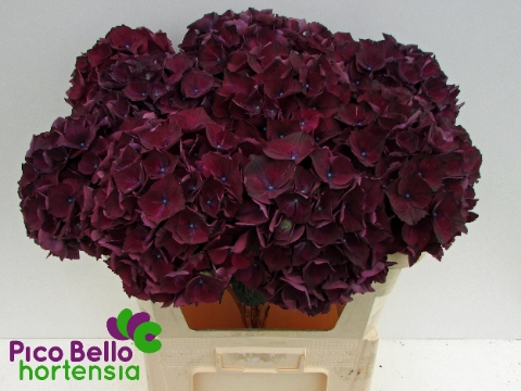 <h4>Hydrangea mag ruby red purple</h4>