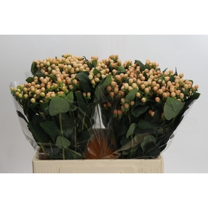 Hypericum Mellow Romance