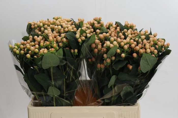 <h4>Hypericum Mellow Romance</h4>