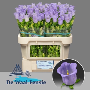 Campanula Champion Lavender Waal Fensie