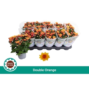 Chrysant Double Orange