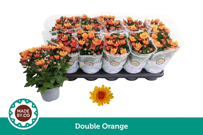 <h4>Chrysant Double Orange</h4>