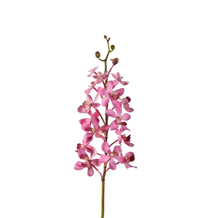 <h4>Orchid Vanda 70cm</h4>